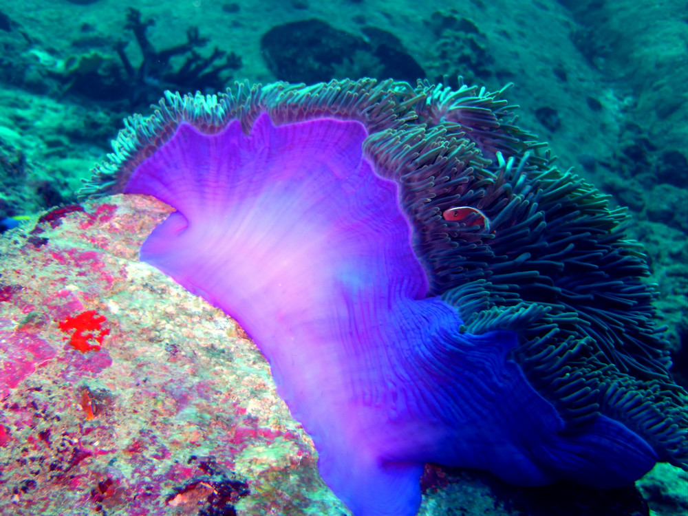 Hiding clownfish