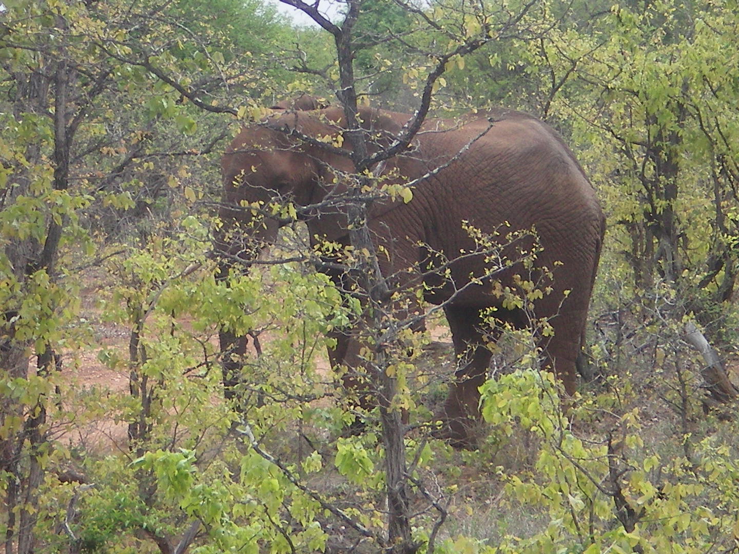 Hiding Elephant