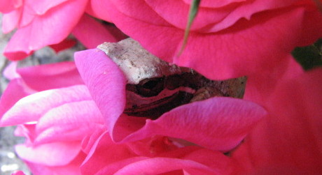 Hiding frog