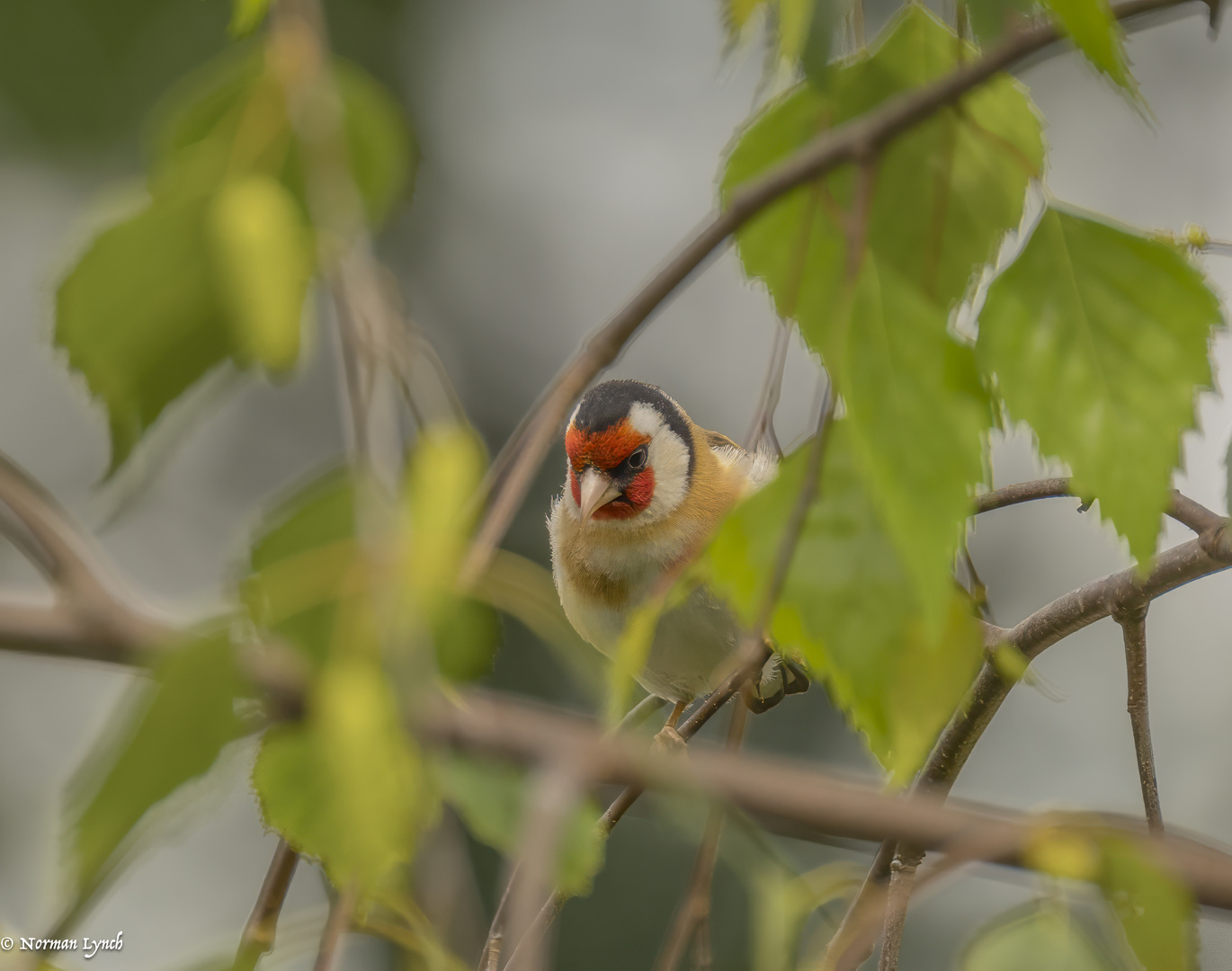 Hiding from the wind