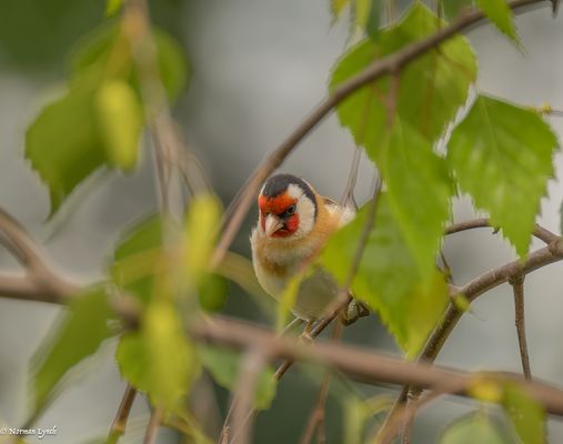 Hiding from the wind