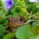 Hiding in the flower pot