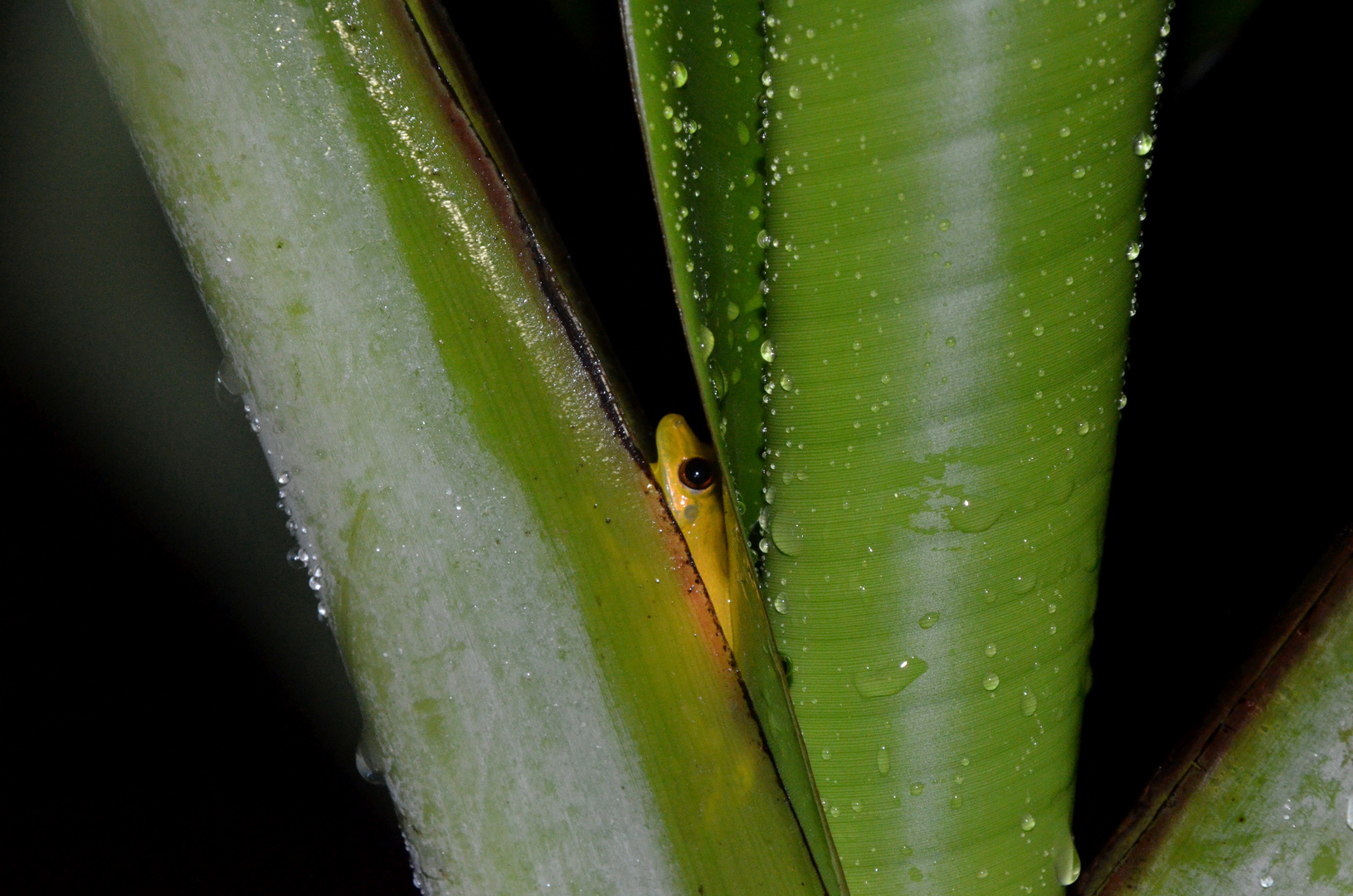 Hiding in the rain --- Dendropsophus sp.