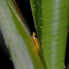Hiding in the rain --- Dendropsophus sp.
