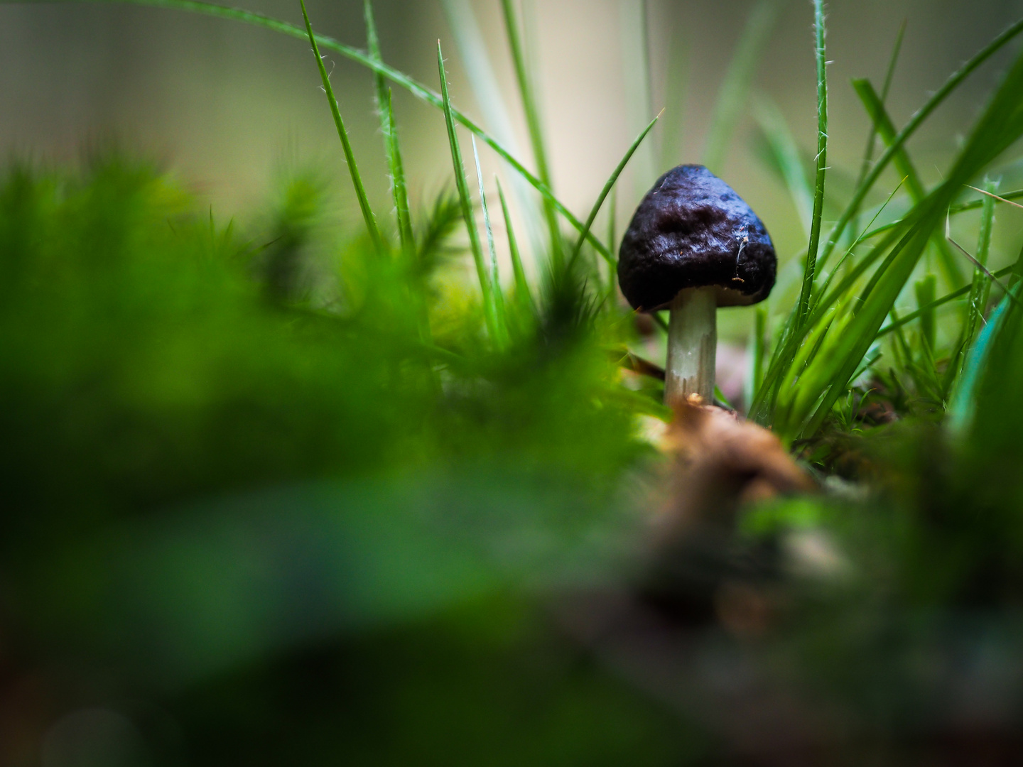 hiding mushroom