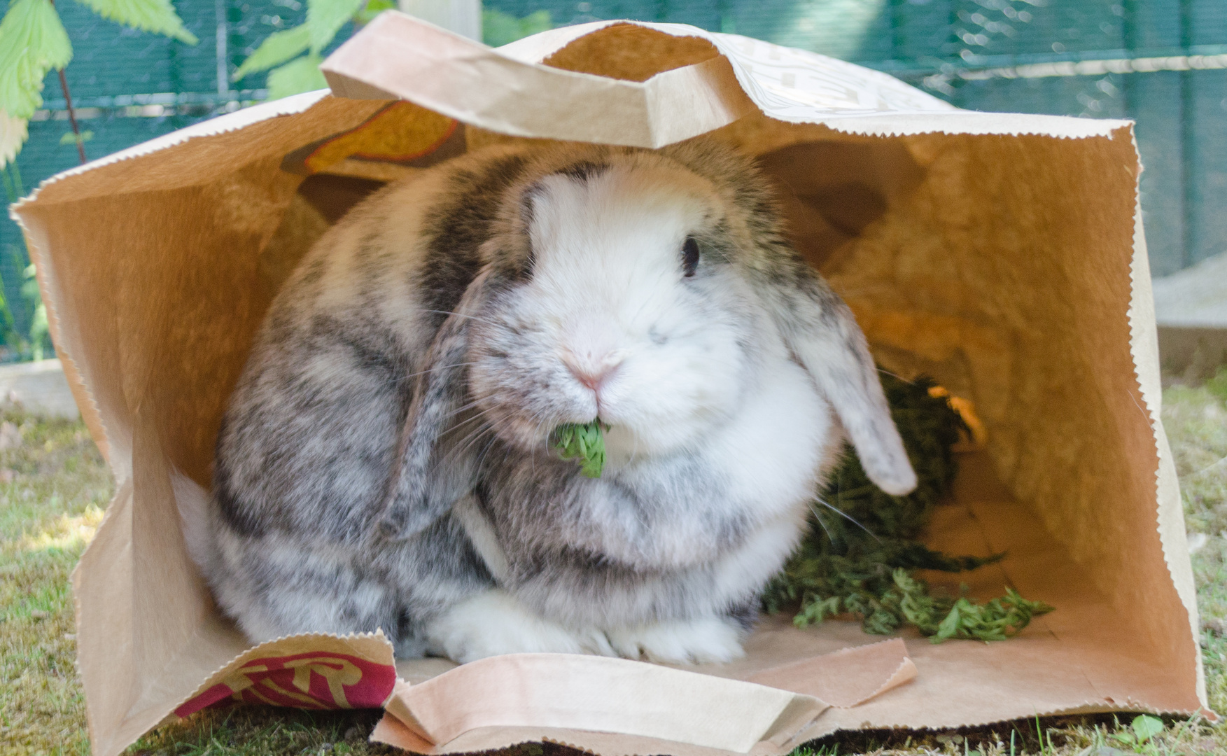 hiding my food - bunny yummy love