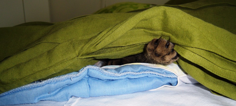 Hiding under a blanket.