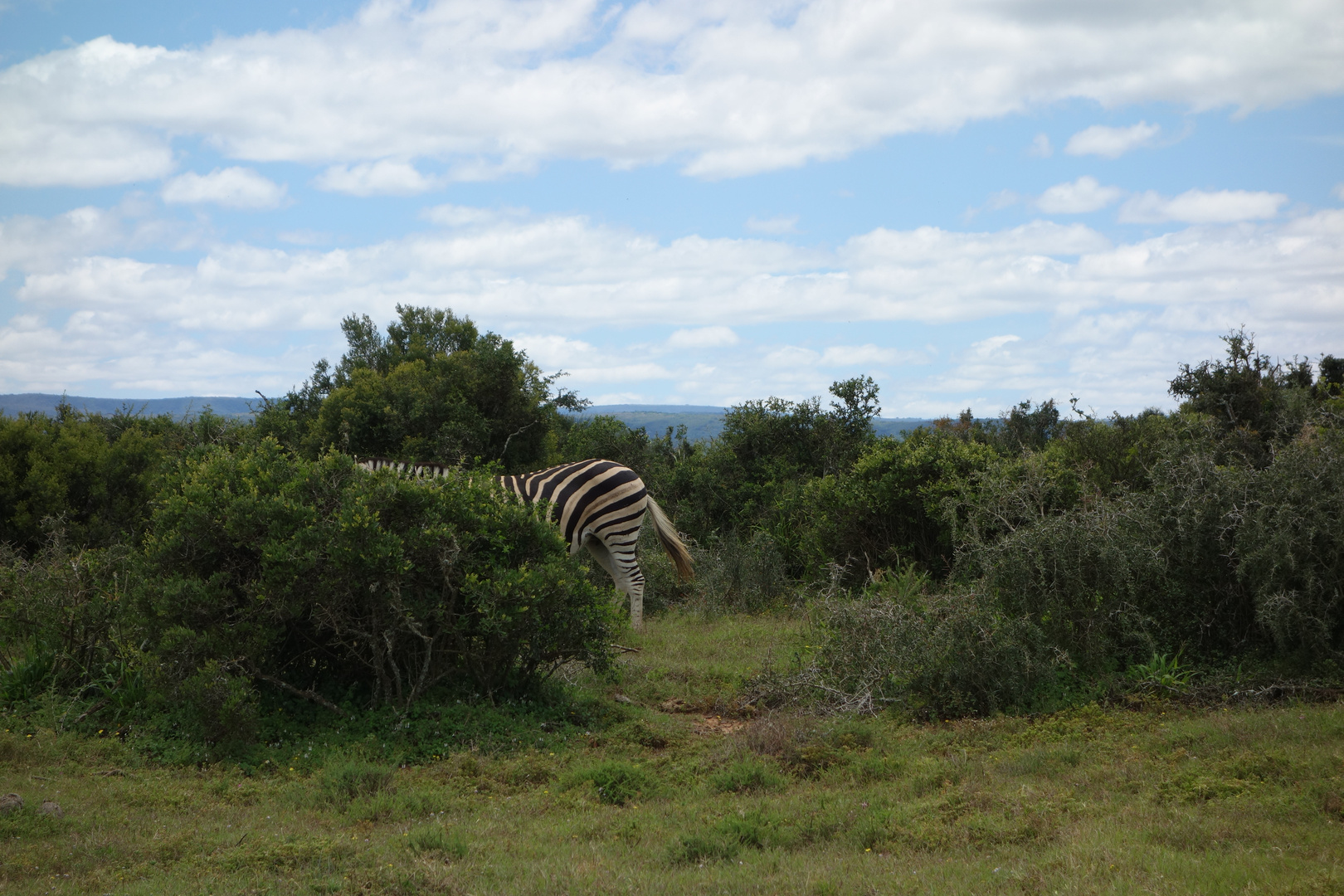 ~hiding zebra~