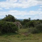 ~hiding zebra~