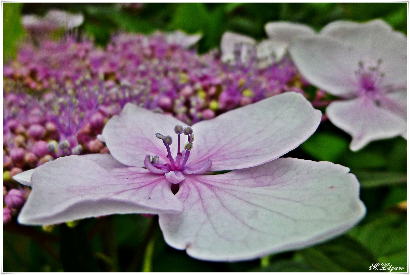 Hidrangea