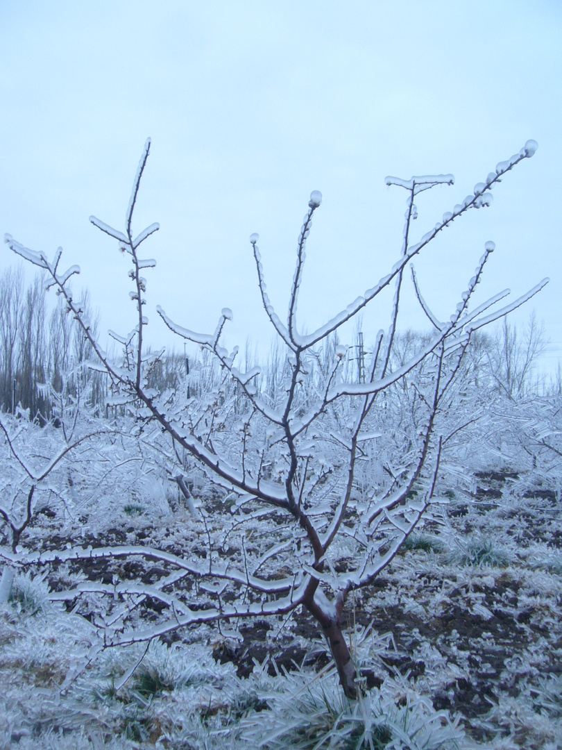 Hielo