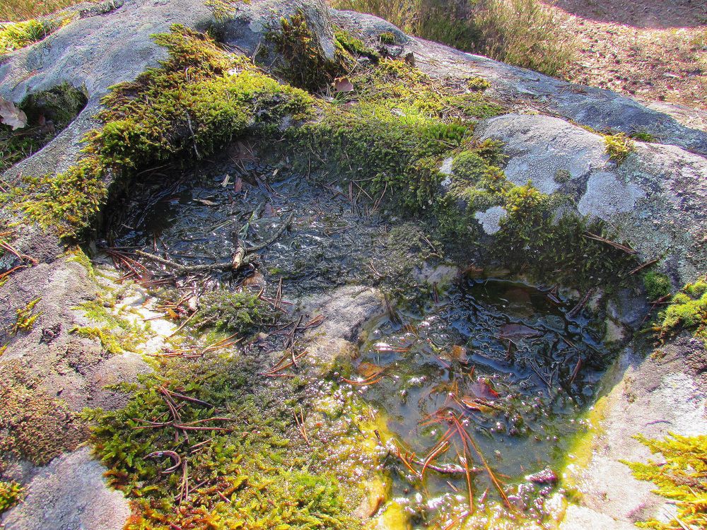 Hier après-midi, eau et lichen commencent à geler..