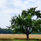 Hier bin ich Baum, hier darf ich's sein