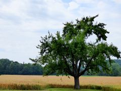 Hier bin ich Baum, hier darf ich's sein