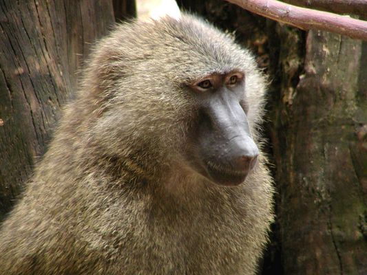 Hier bin ich der Chef