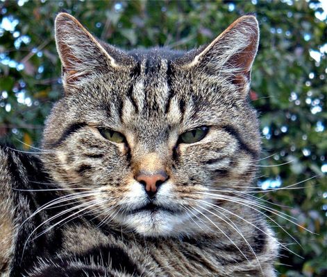 Hier bin ich der Chef!!!