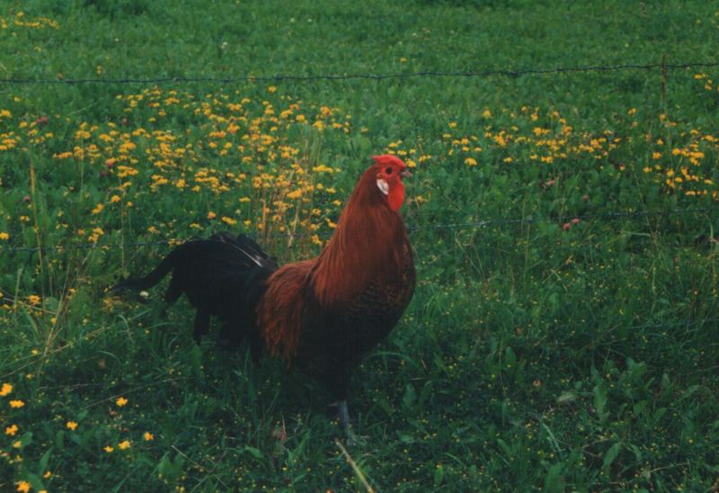 Hier bin ich der Hahn auf der Wiese