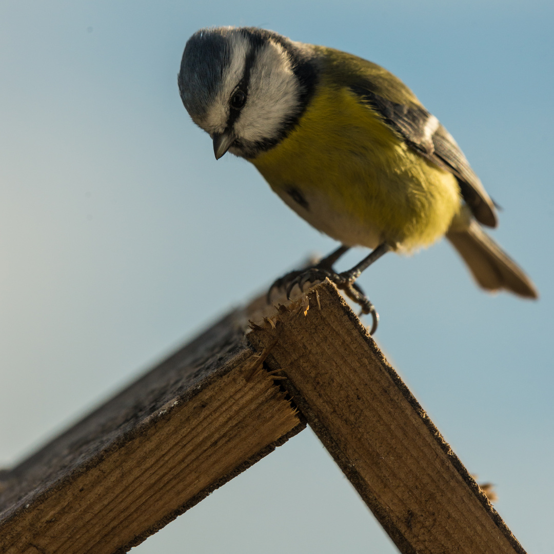 Hier bin ich der Herr vom Vogelhäusschen ! , so die kleine Blaumeise