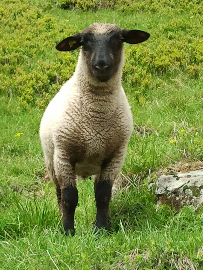 Hier bin ich, Du kommst hier nicht durch....