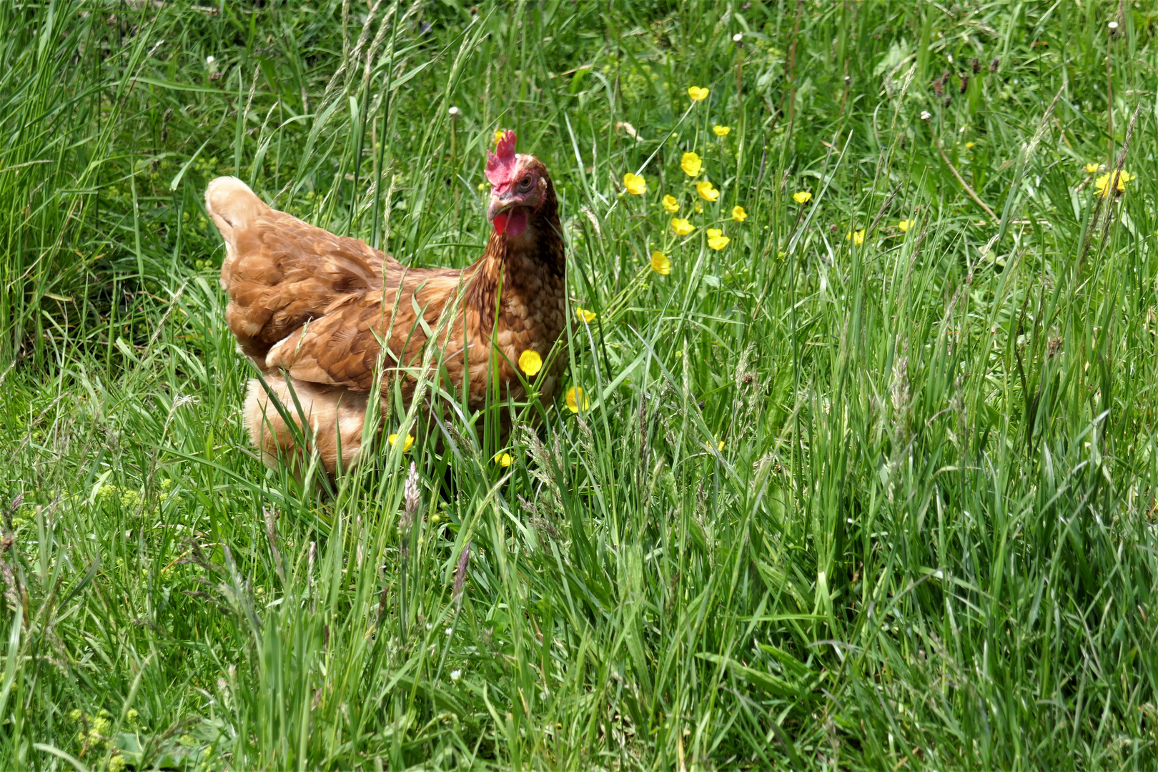 Hier bin ich Huhn. Hier darf ich´s sein. 