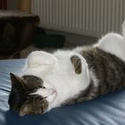 Hier bin ich Kater..........................