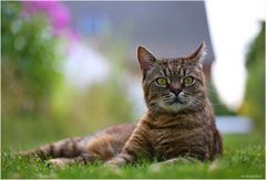 Hier bin ich Kater, hier kann ich sein 2