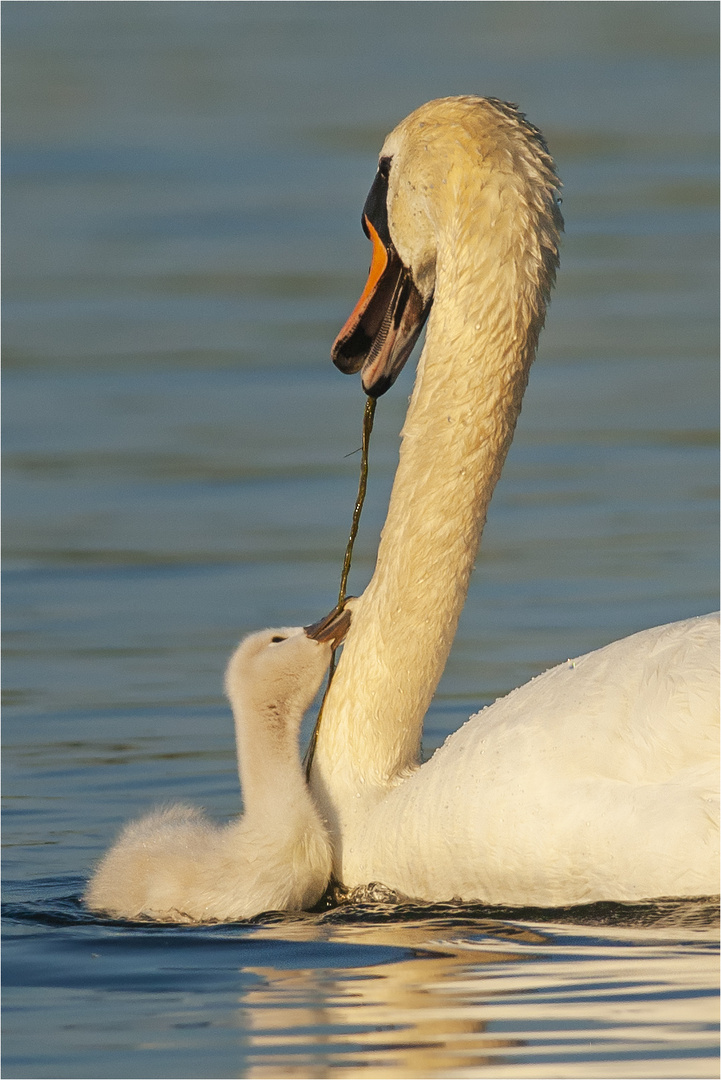 … Hier bin ich, Mama …