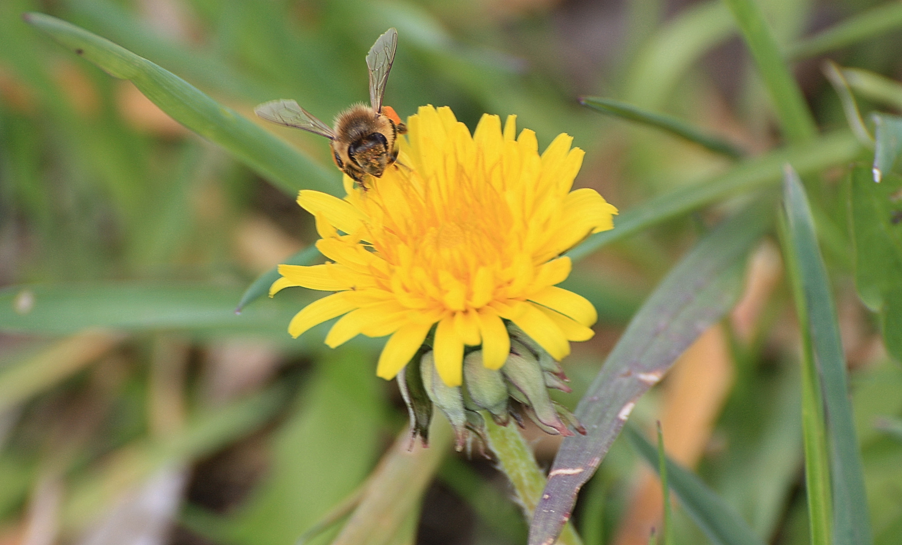 Hier bin ich, rief mir das Bienchen zu