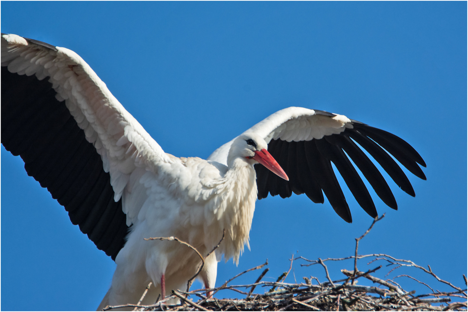 "Hier bin ich!" scheint der Weißstorch . . .  