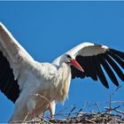 "Hier bin ich!" scheint der Weißstorch . . .  