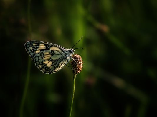 Hier blüht aber nix mehr