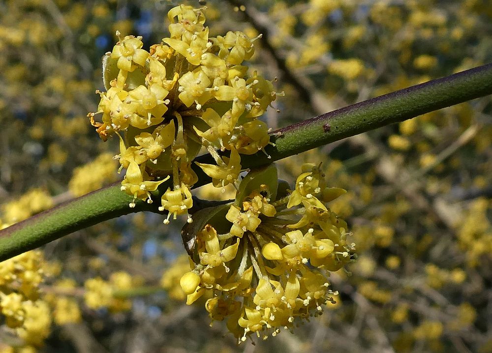 Hier blüht die Kornelkirsche Foto & Bild natur, blüten, sträucher