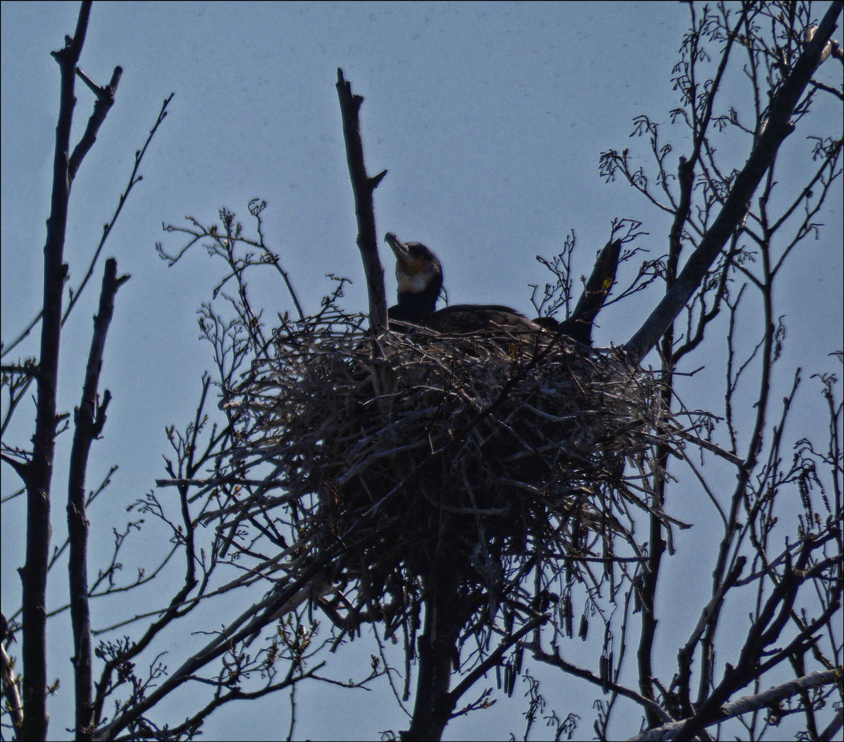 Hier brütet ein Kormoran