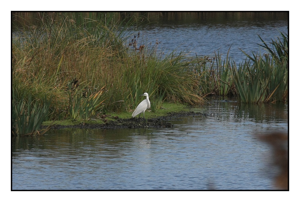 " Hier dans le marais de Mousterlin une aigrette à l’affût ""