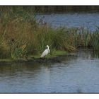 " Hier dans le marais de Mousterlin une aigrette à l’affût ""