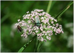 Hier darf jeder mal an den Blüten naschen....