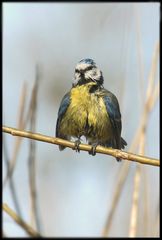 Hier das nächste Bild von der frisch gebadeten Blaumeise