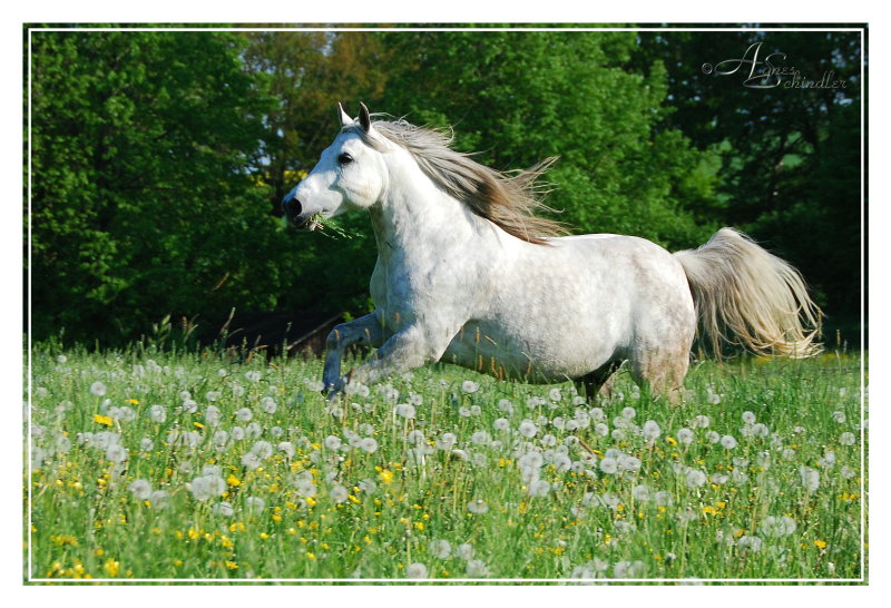 hier der ganze Arabo-Haflinger