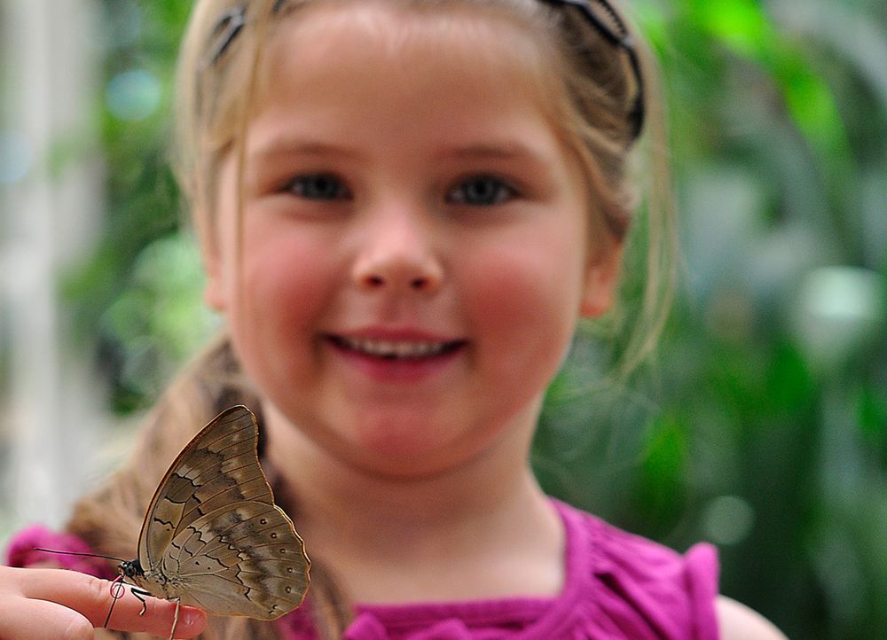 Hier der Schmetterling