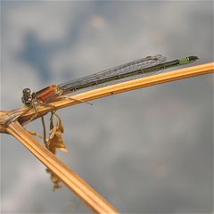 Hier die Form "rufescens-obsoleta" der weiblichen Großen Pechlibelle (Ischnura elegans)