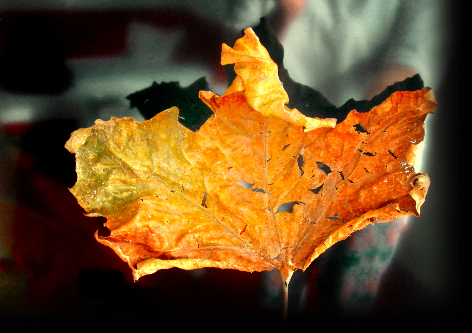 Hier die neue Herbst-Blatt-Kollektion 