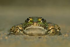 Hier die sogenannte "Frosch-Perspektive"