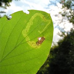 Hier die verlassene Blattmine der Fliege Phytagromyza hendeliana . . .