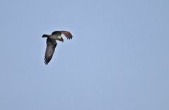 Hier doch recht seltener Gast