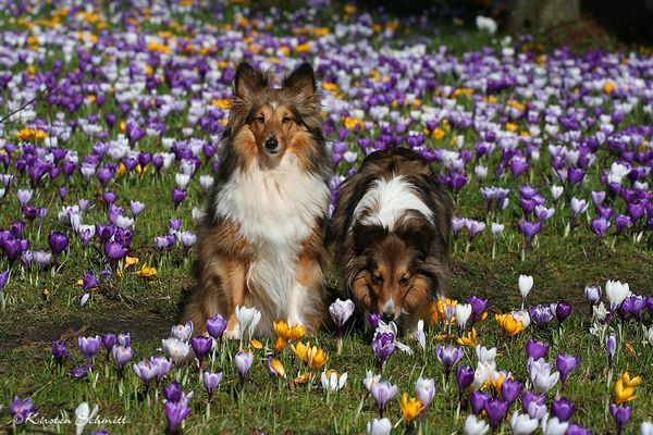 Hier duftet es nach Frühling