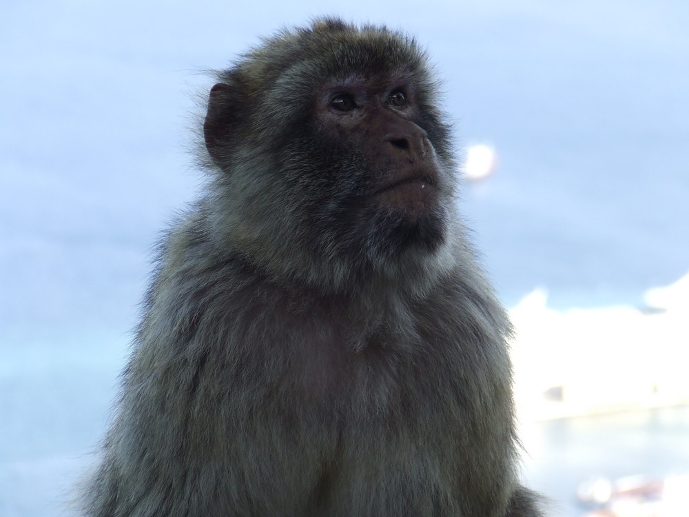 Hier ein Affe vom Affenfelsen auf Gibraltar