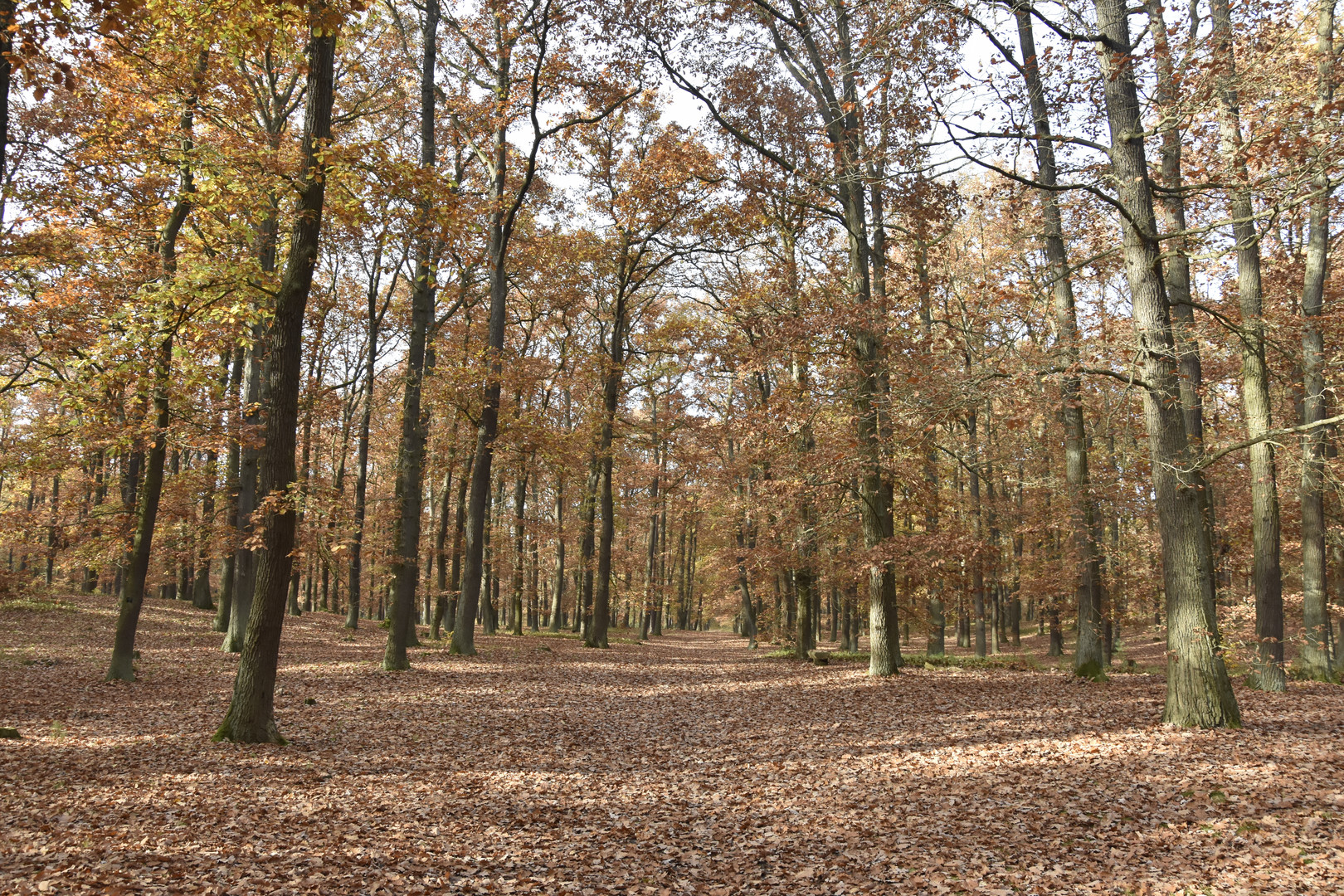 Hier ein Bild vom Waldfriedhof in Seelensdorf im Herbst 