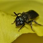 Hier ein Portrait der kleinen Wildbiene Andrena viridescens (Die "Ergrünende")