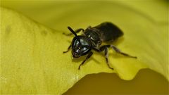Hier ein Portrait der kleinen Wildbiene Andrena viridescens (Die "Ergrünende")