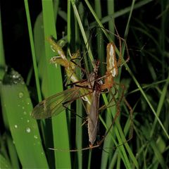 Hier eine zweite Tetragnatha-Art aus Leipzig, ebenfalls im Schilf.